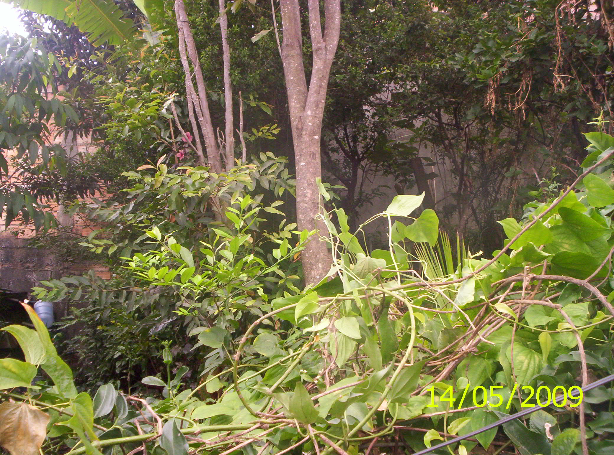 Quintal_vieira_098