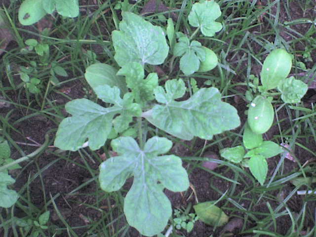 Dsc00326