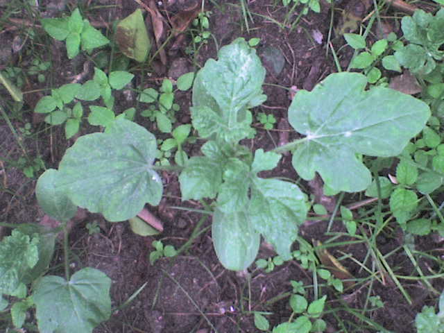 Dsc00327