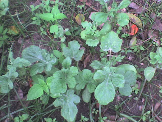 Dsc00329