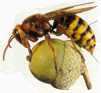 Abelha