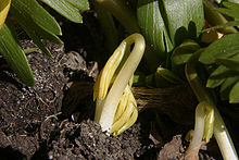 Germinar