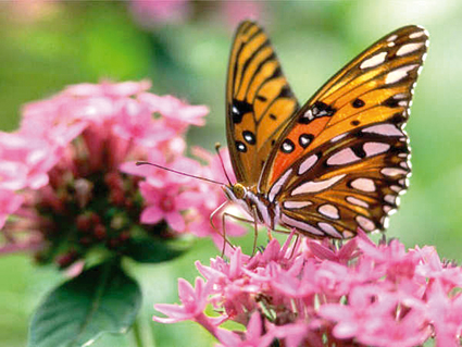 Borboleta