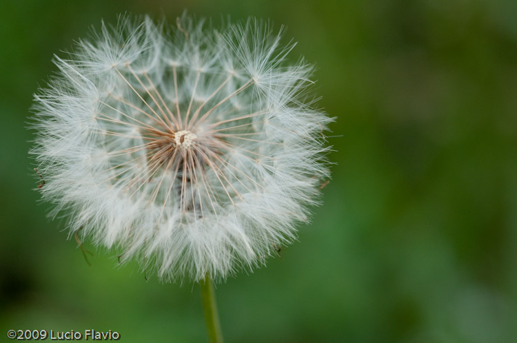 Flor