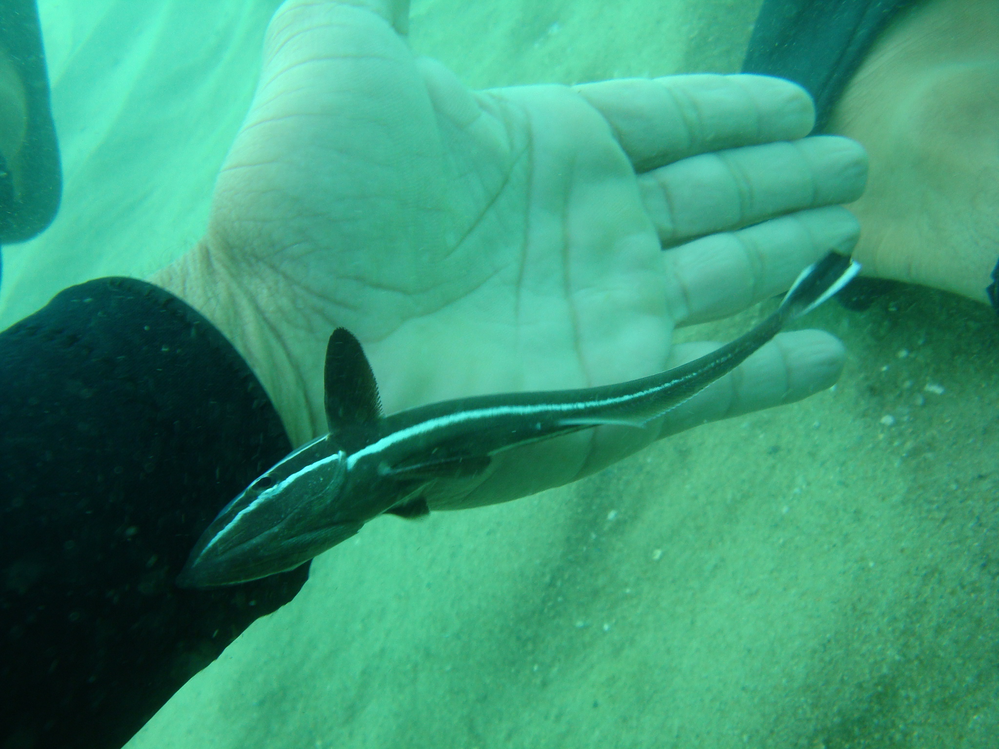 Remora 