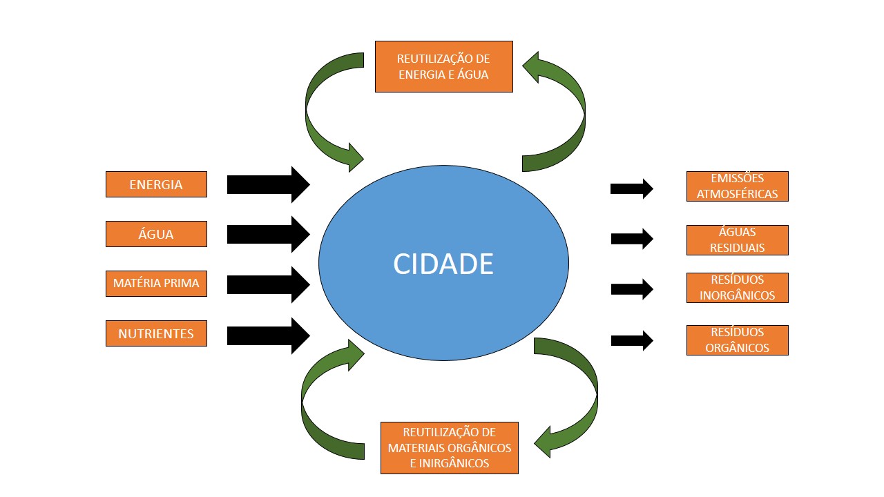 Diagrama   metabolismo circular
