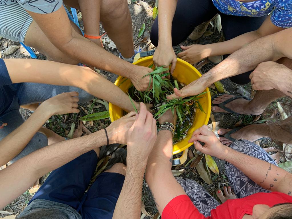 Mãos juntas e ervas