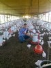  Assarc.caninde