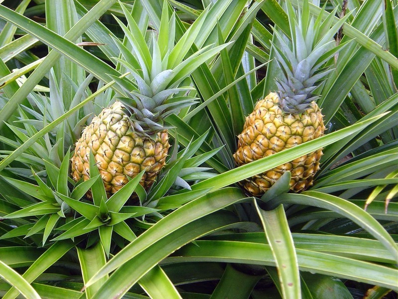 Abacaxi 2