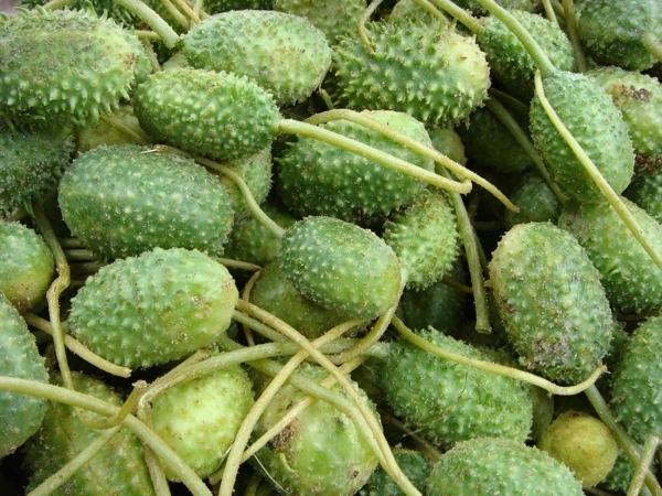 Maxixe