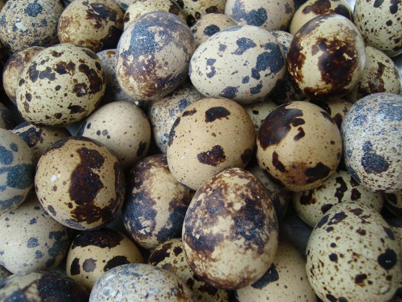 Ovos de codorna