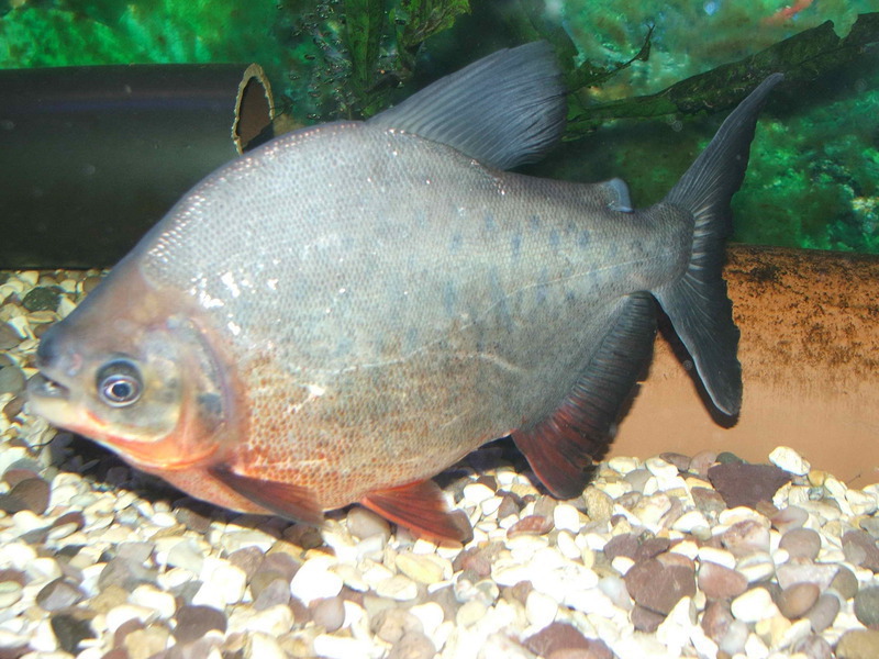 Pacu