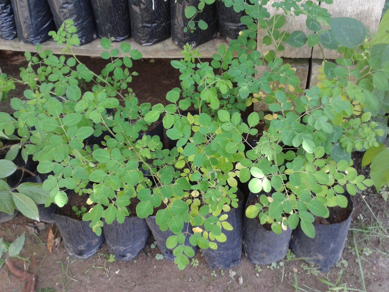 Mudas moringa