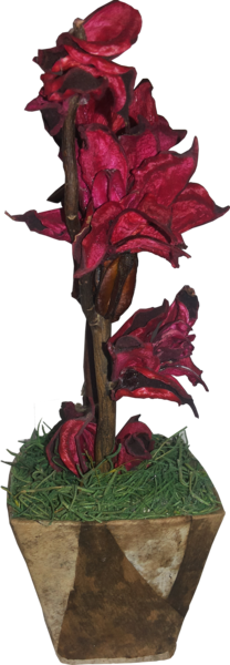 Topearia