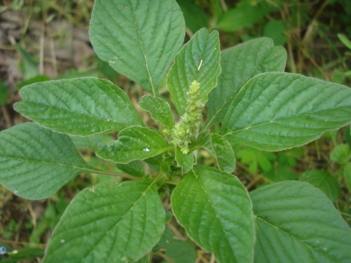 Caruru