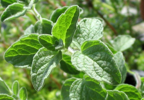 Marjerona