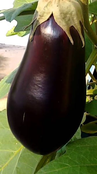 Berinjeila
