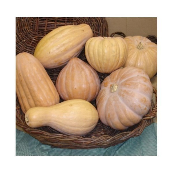 Comprar semente abobora jerimum de leite sergipana 10 sementes cucurbita moschata