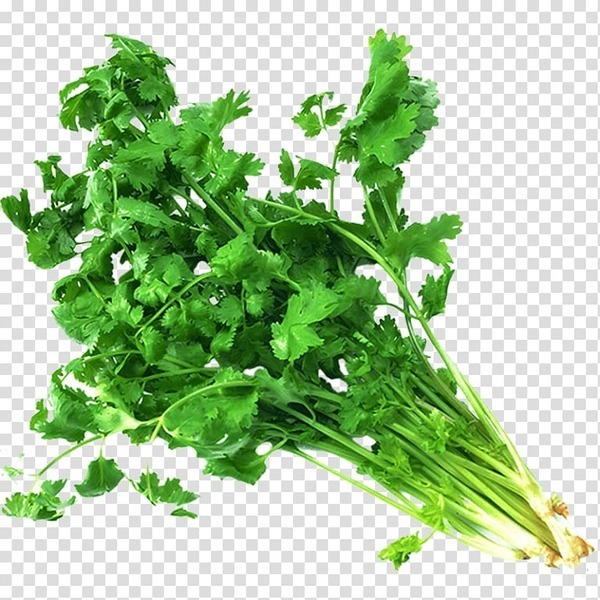 Coriander indian cuisine vegetable herb vindaloo vegetable