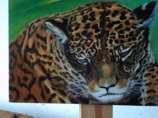 Onça pintada display