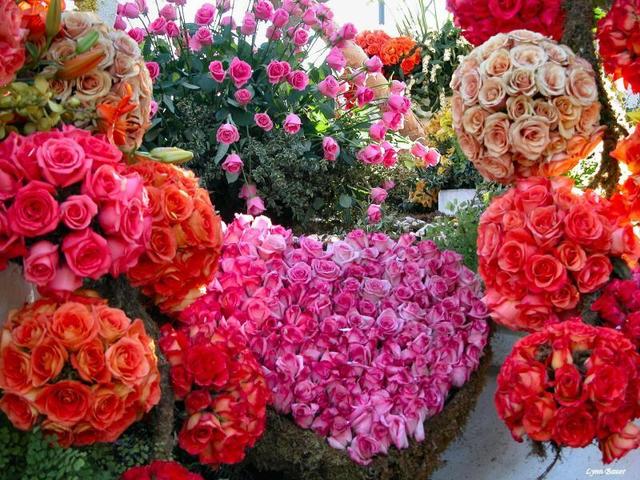 Flores lindas display