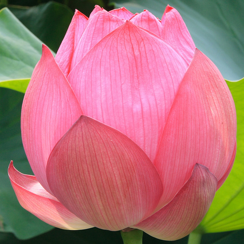 2800129360 e63c358390lotus2 display