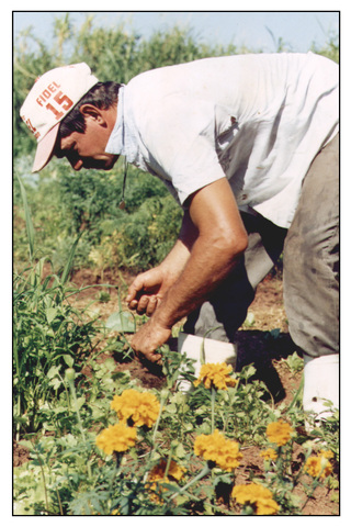 Horta cultivando display