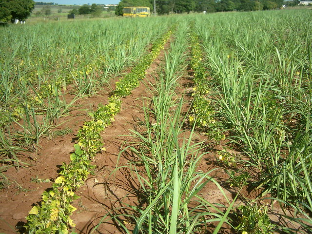 Feijão e cana agroecológicos display