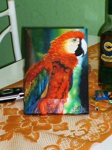 Arara vermelha display