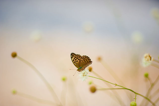 Butterfly display