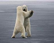 Dança urso display