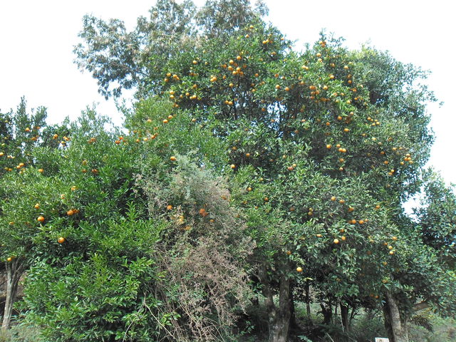 Laranja 1 display