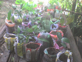 Verdearte mudas arvores display