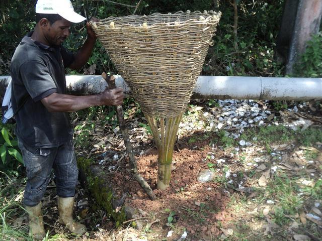 Agroecologia ascoma display display