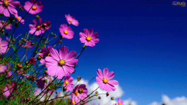 Flores graciosas wallpaper display