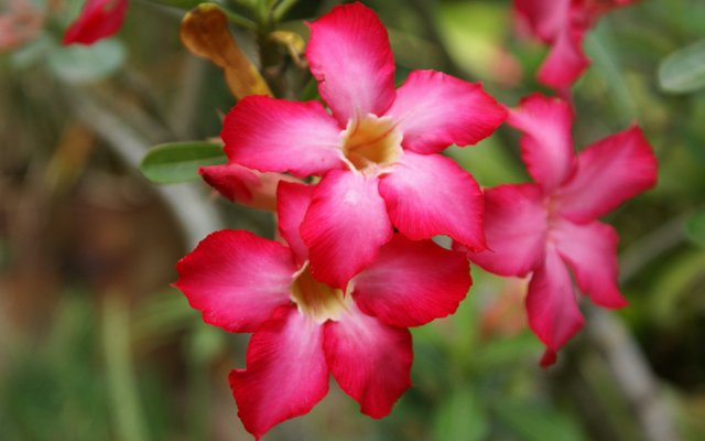 Desert rose dsc02984 display