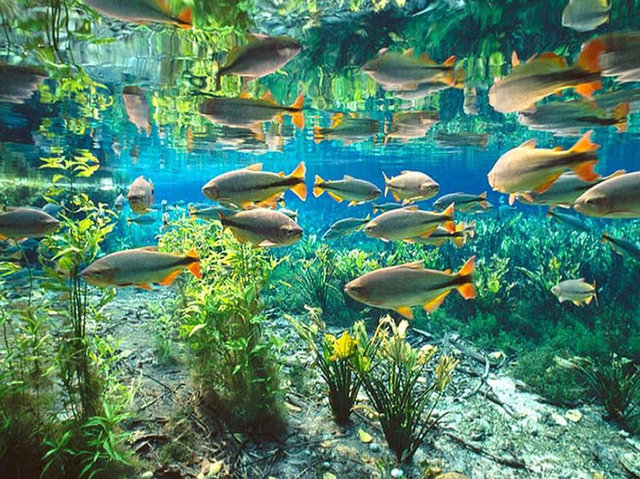 Bonito ms1 display