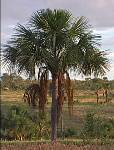 Buriti inteiro display