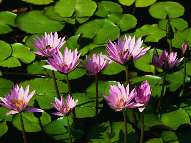 Ninféias display