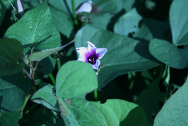 Flor de batata roxa display