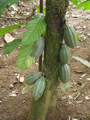 Cacau display
