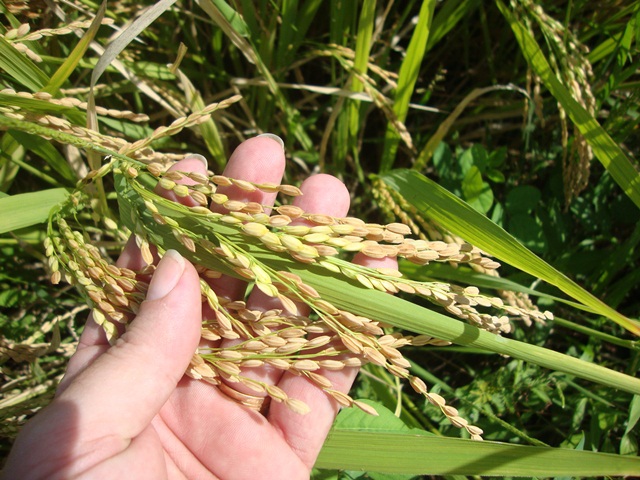 Arroz display