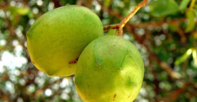 Umbu cerrado display
